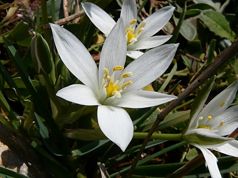Ornithogalum montanum / Latte di gallina a foglie larghe